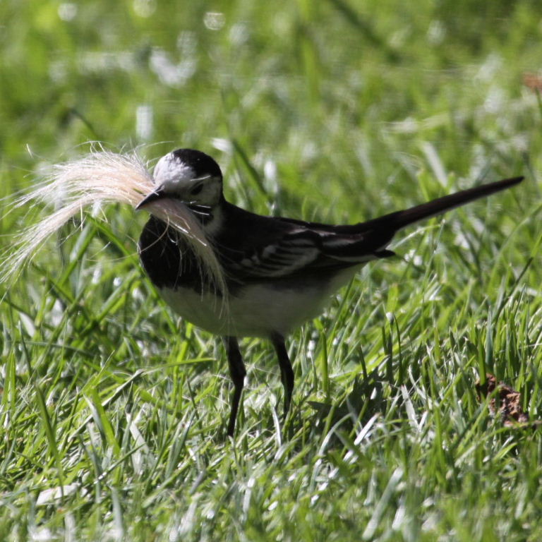 Pied Wagtail with hair