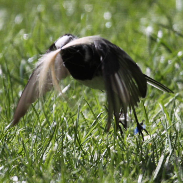 Pied Wagtail