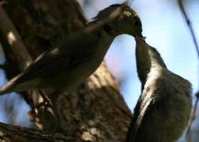 Blackcap fledgling