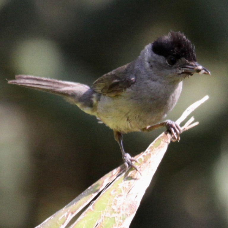 Blackcap male