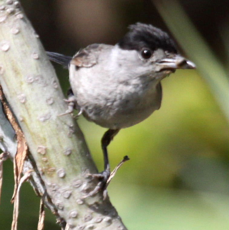 Blackcap