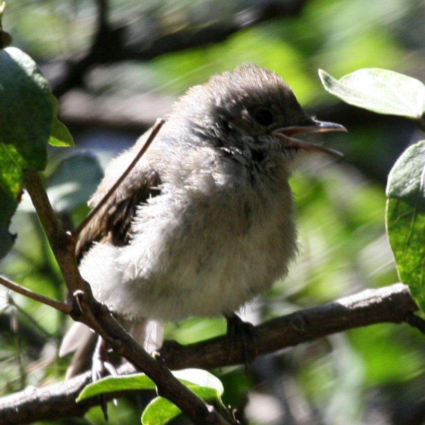 Blackcap