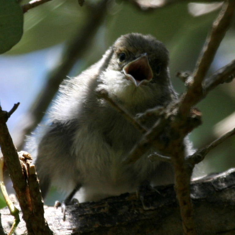 Blackcap