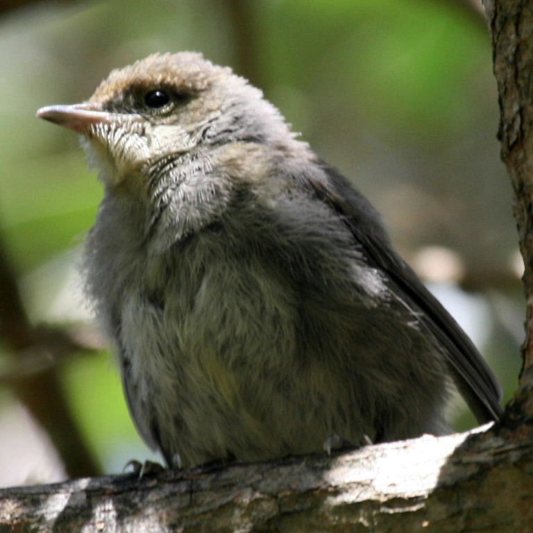 Blackcap