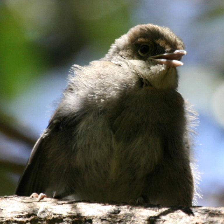 Blackcap