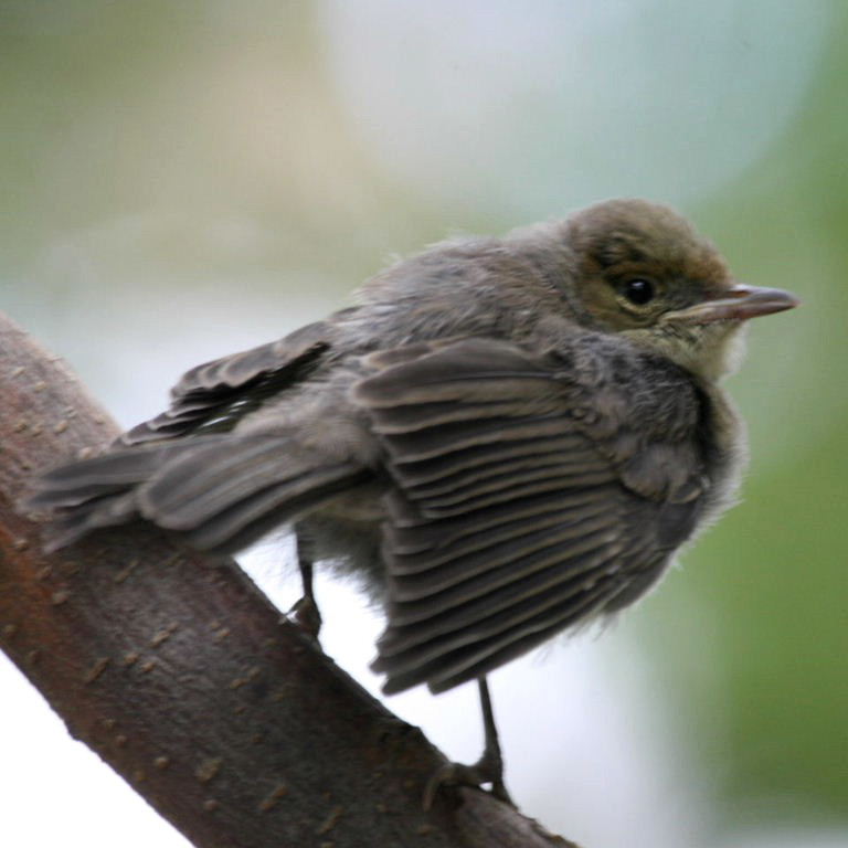 Blackcap