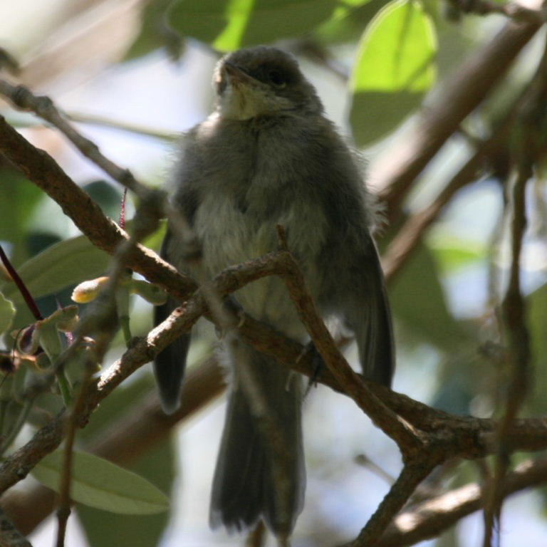 Blackcap