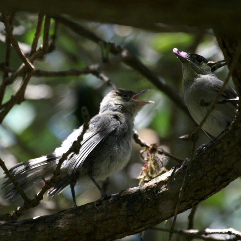 Blackcap male feeding fledgling