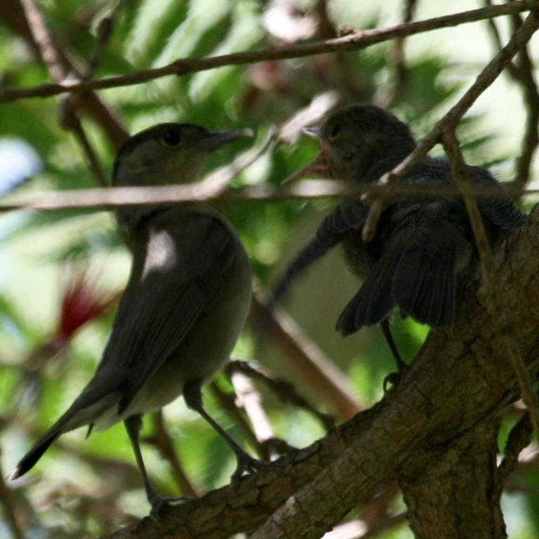 Blackcap male feeding fledgling