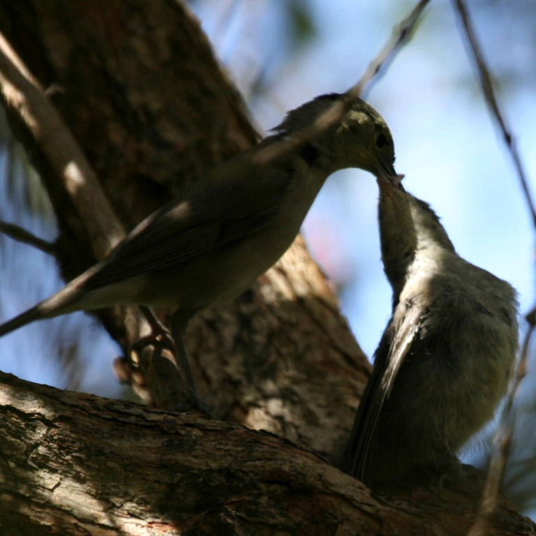 Blackcap male feeding fledgling