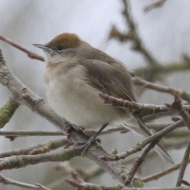 Blackcap female