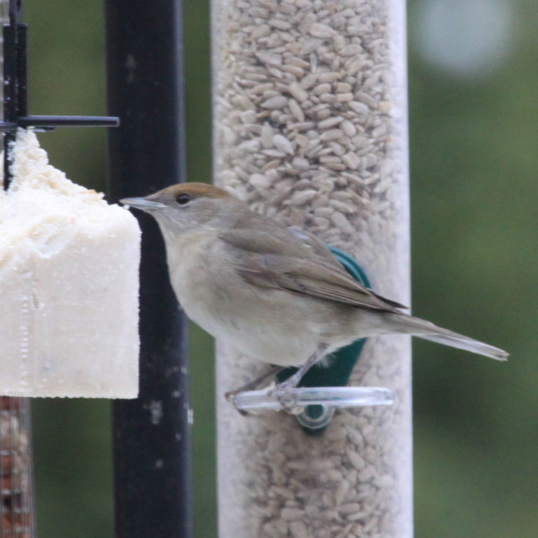 Blackcap female at feeder