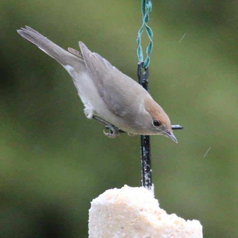 Blackcap