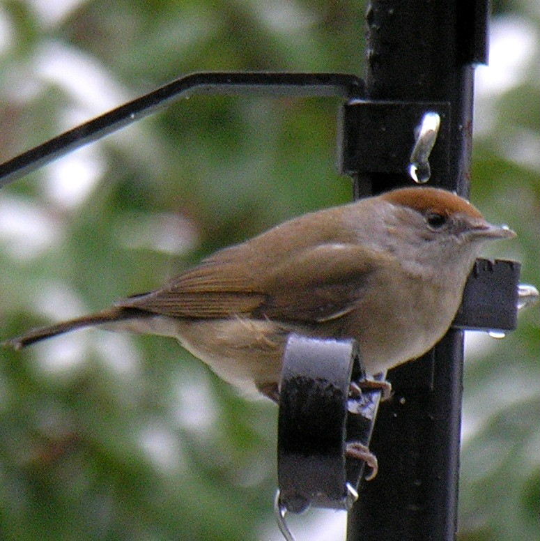 Blackcap