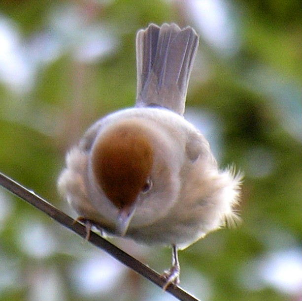 Blackcap