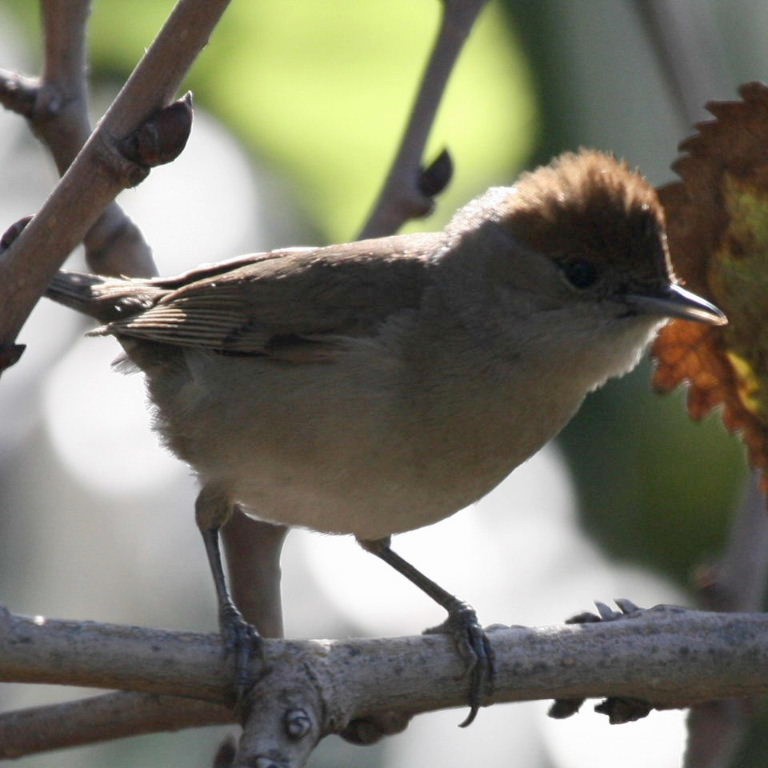 Blackcap female