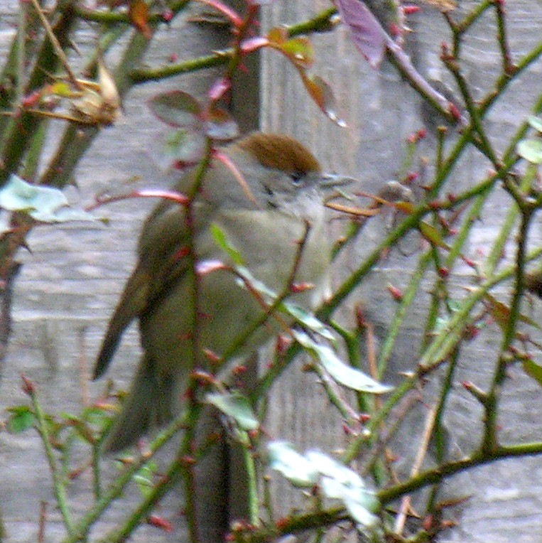 Blackcap