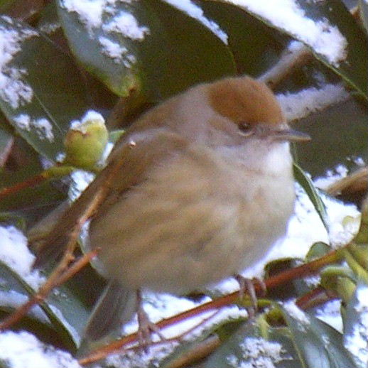 Blackcap