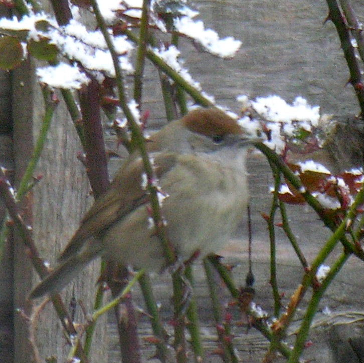 Blackcap