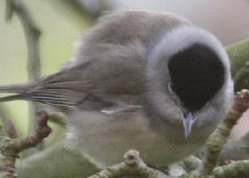 Male blackcap