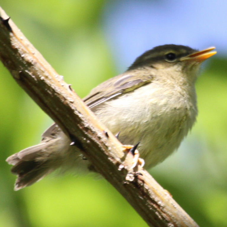 warbler fledgling