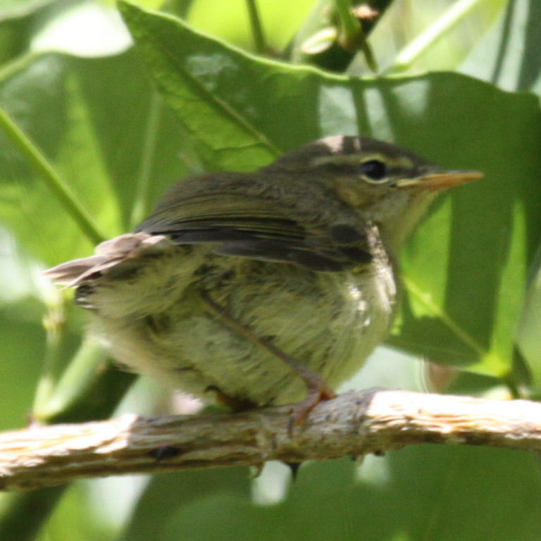 warbler fledgling