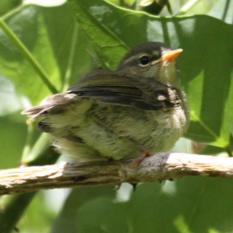 warbler fledgling