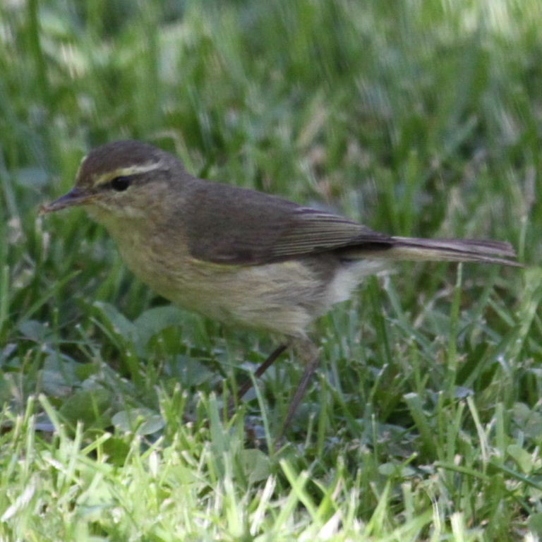 warbler parent