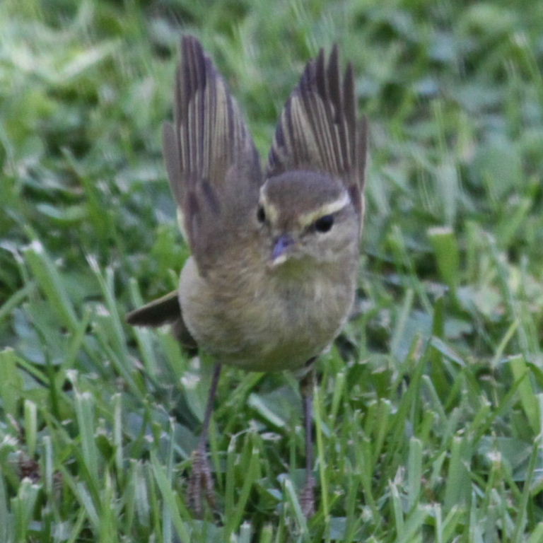 warbler parent