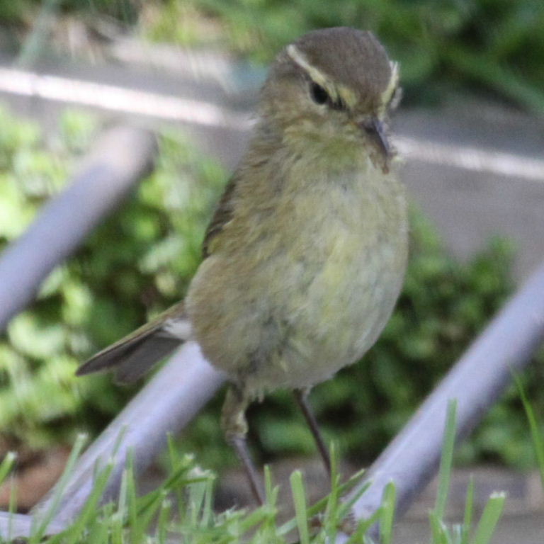warbler parent gathering food
