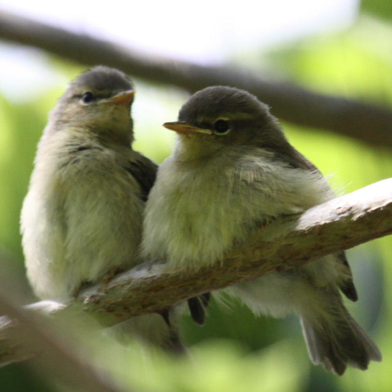 warbler fledglings