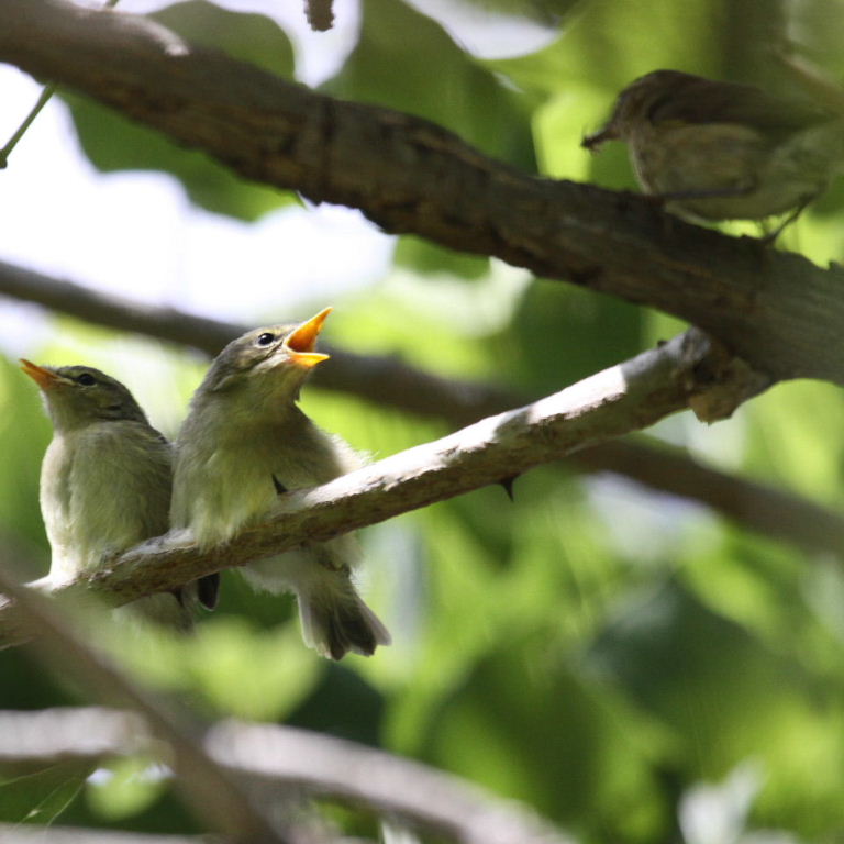 warbler fledglings