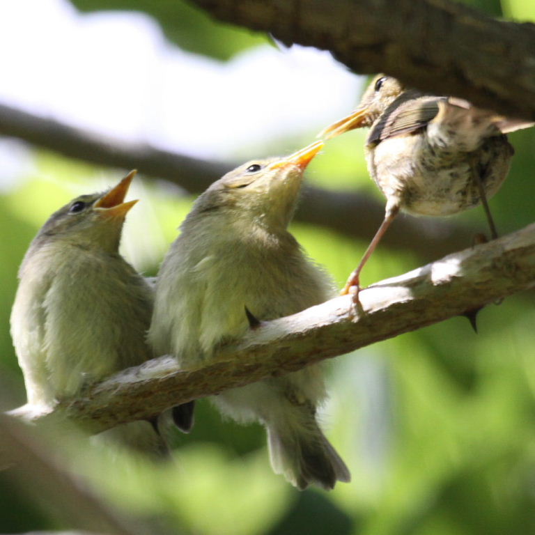 warbler fledglings