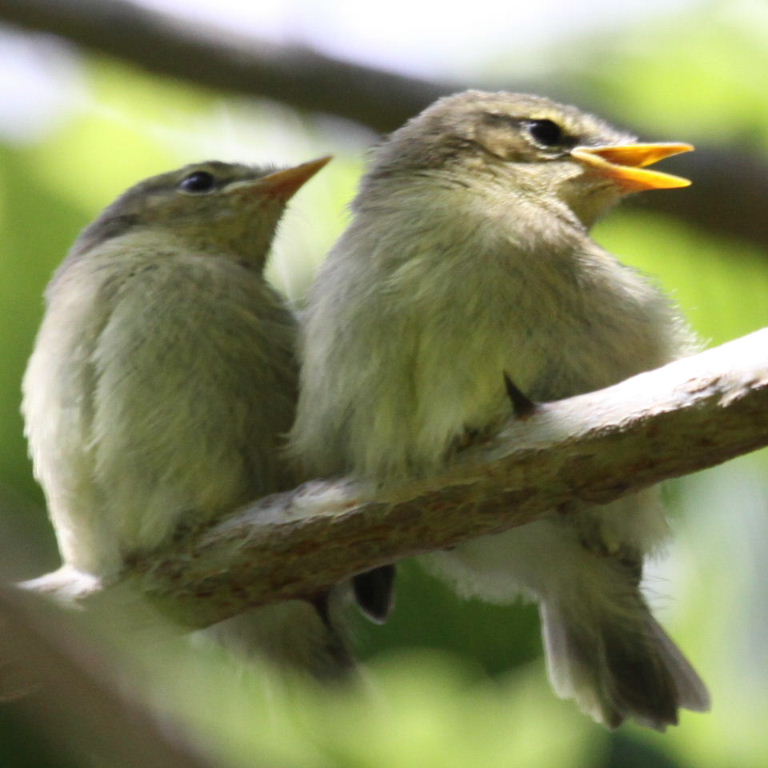 warbler fledglings