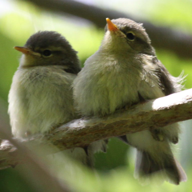 warbler fledglings