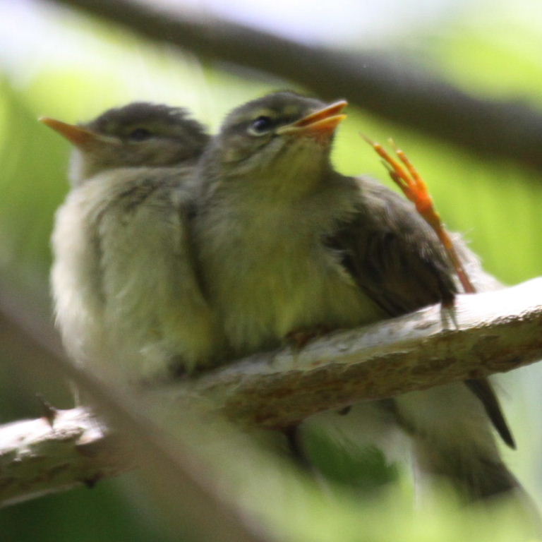 warbler fledglings