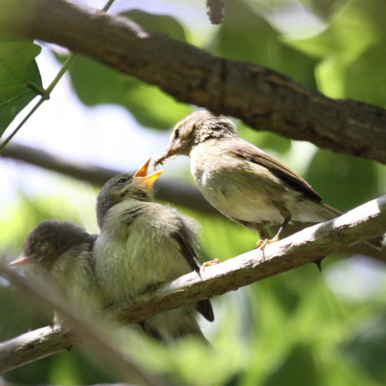 warbler fledglings fed by parent