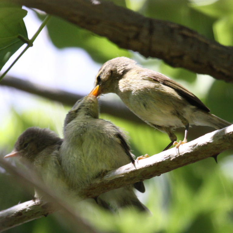 warbler fledglings being fed