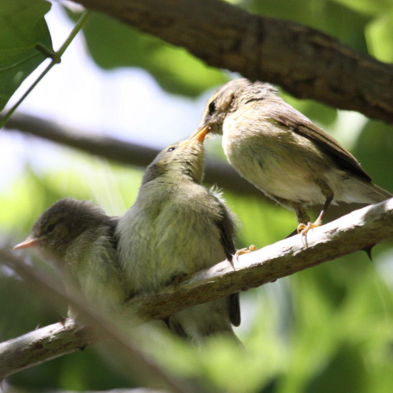 warbler fledglings