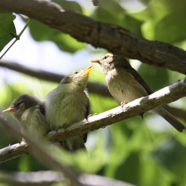 warbler fledglings