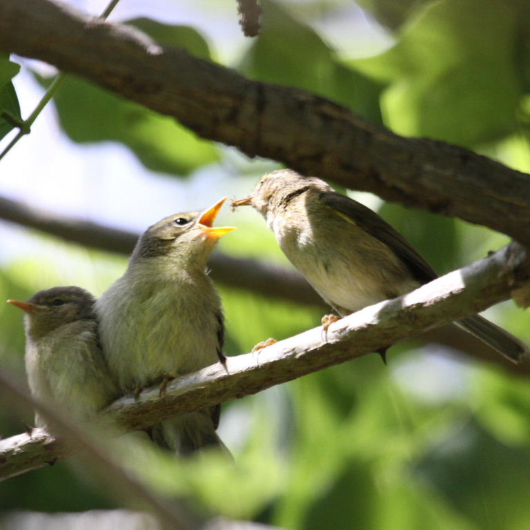 warbler fledglings