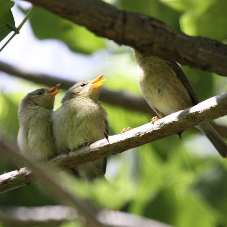 warbler fledglings