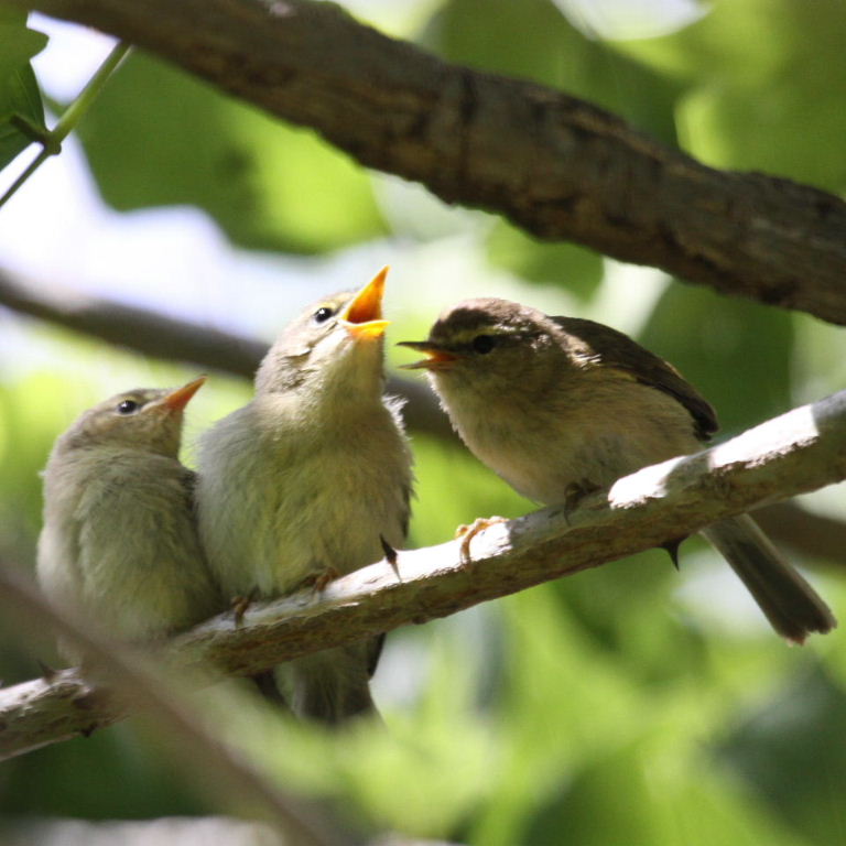 warbler fledglings
