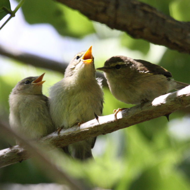 warbler fledglings