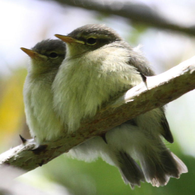 warbler fledglings
