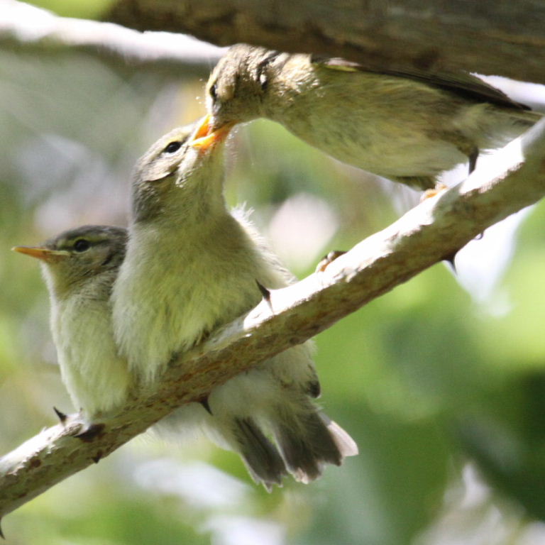 warbler fledglings