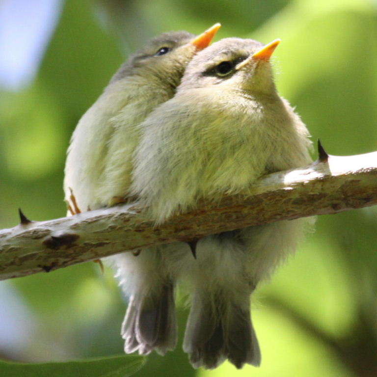 warbler fledglings