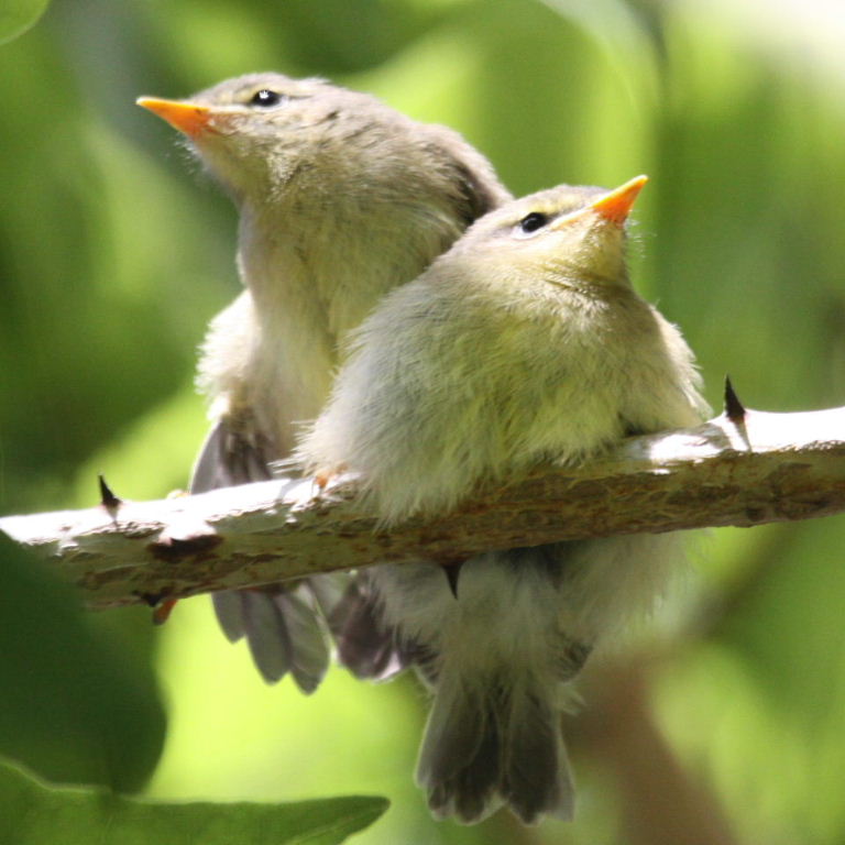 warbler fledglings