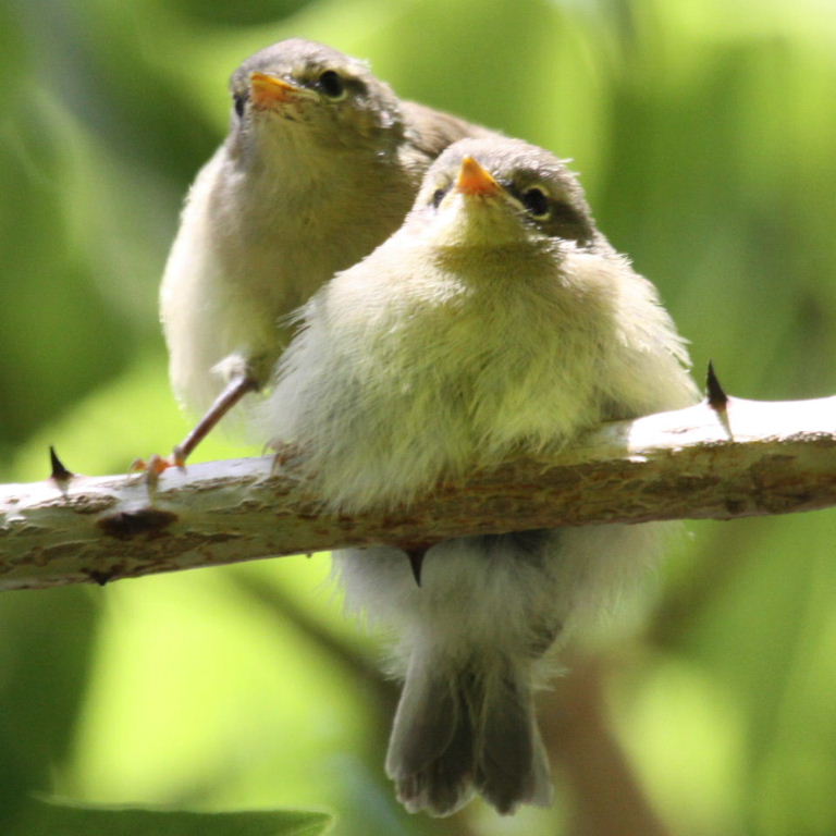 warbler fledglings