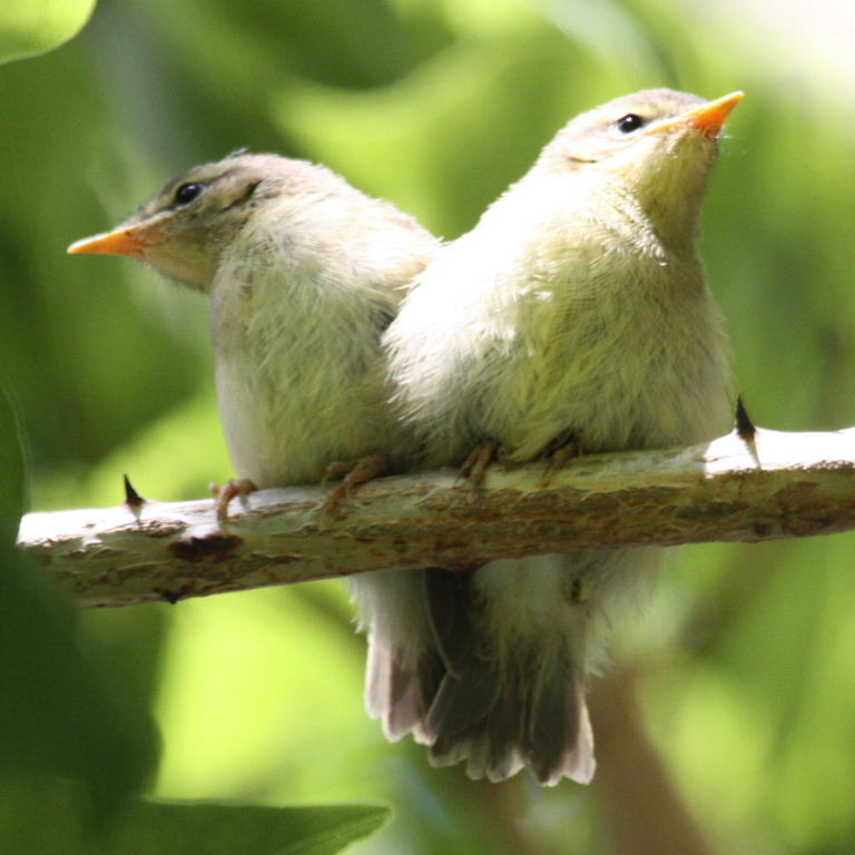 warbler fledglings